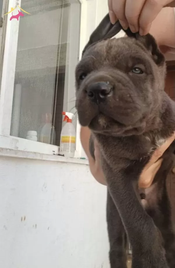 Daha Iyisi Olana Kadar En Iyisi Bu