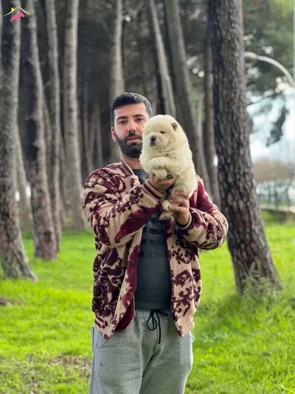 Chow Chow Cin Aslanı Yavrularımız