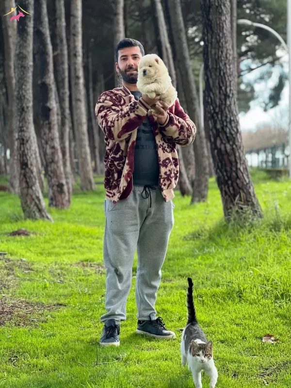 Chow Chow Cin Aslanı Yavrularımız