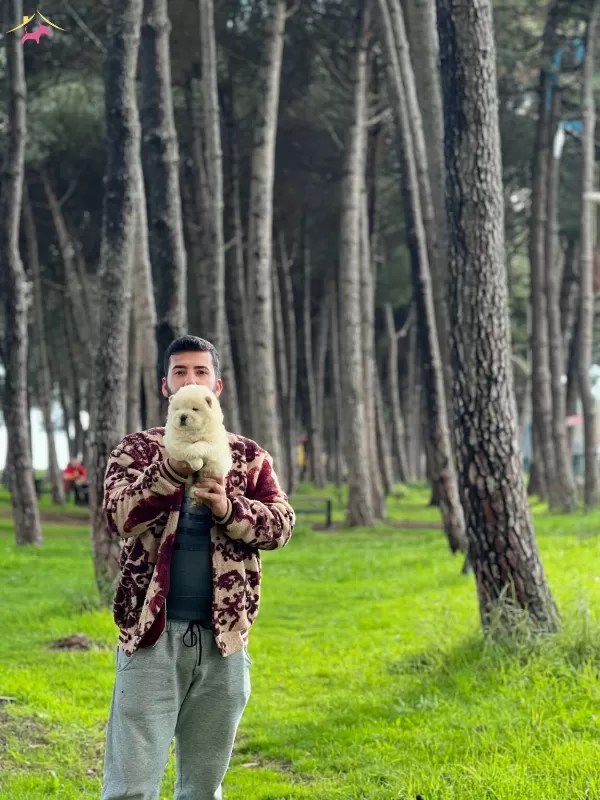 Chow Chow Cin Aslanı Yavrularımız