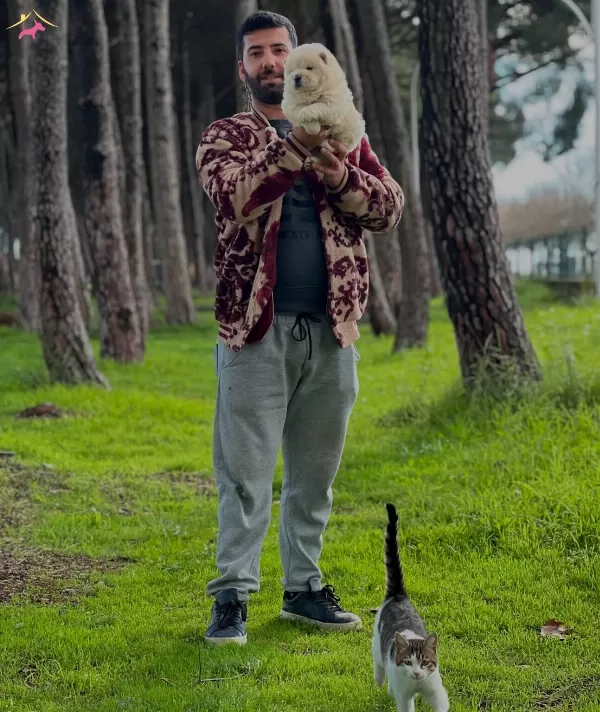Chow Chow Cin Aslanı Yavrularımız