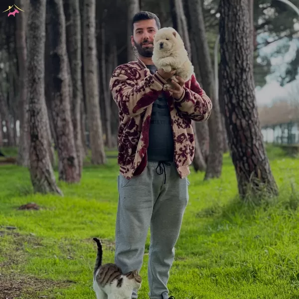 Chow Chow Cin Aslanı Yavrularımız