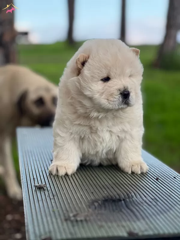 Chow Chow Yavrularımız Ruhsatlı Ciftlikten