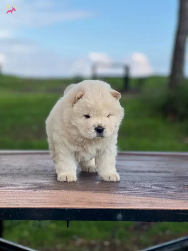 Chow Chow Yavrularımız Ruhsatlı Ciftlikten