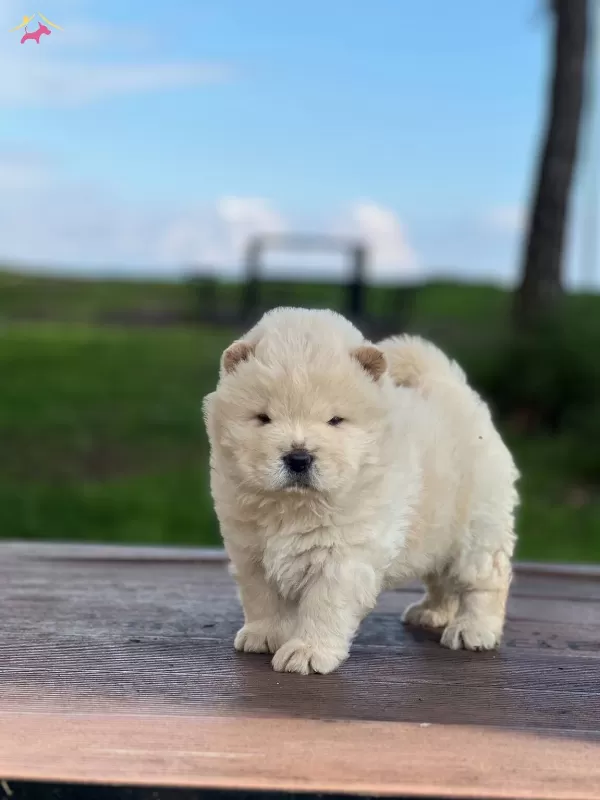 Chow Chow Yavrularımız Ruhsatlı Ciftlikten