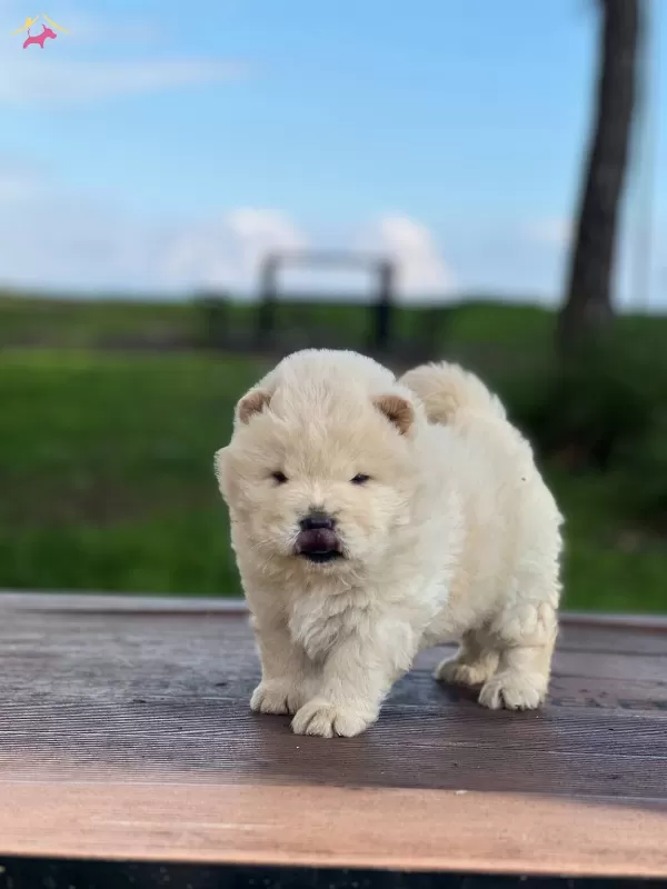 Chow Chow Yavrularımız Ruhsatlı Ciftlikten