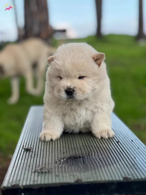 Chow Chow Yavrularımız Ruhsatlı Ciftlikten