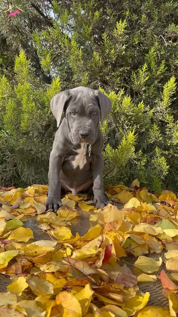 Irkının En Guzeli Dev Cane Corso Yavrumuz
