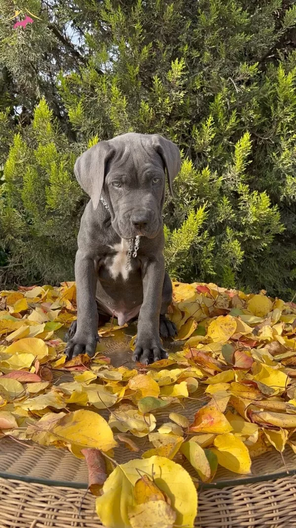 Irkının En Guzeli Dev Cane Corso Yavrumuz