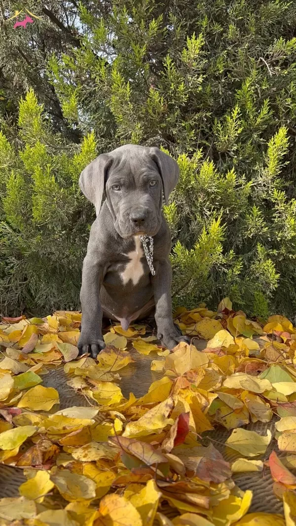 Irkının En Guzeli Dev Cane Corso Yavrumuz