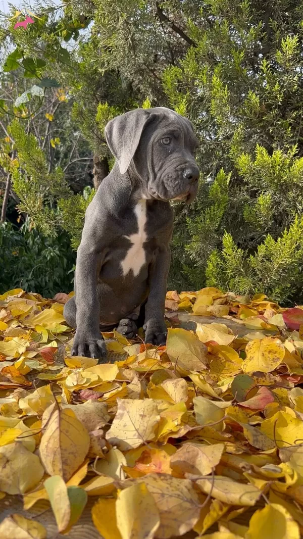 Irkının En Guzeli Dev Cane Corso Yavrumuz