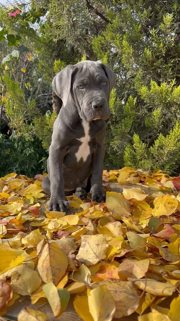 Irkının En Guzeli Dev Cane Corso Yavrumuz