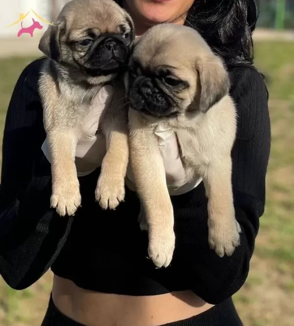 Safkan Pug Yavrularımiz
