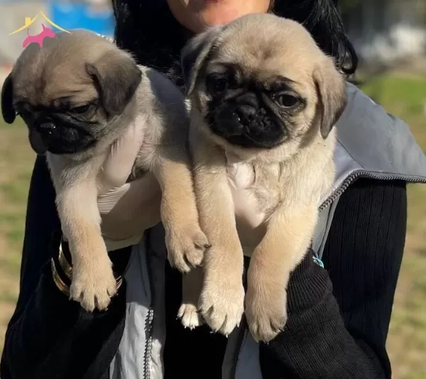 Safkan Pug Yavrularımiz