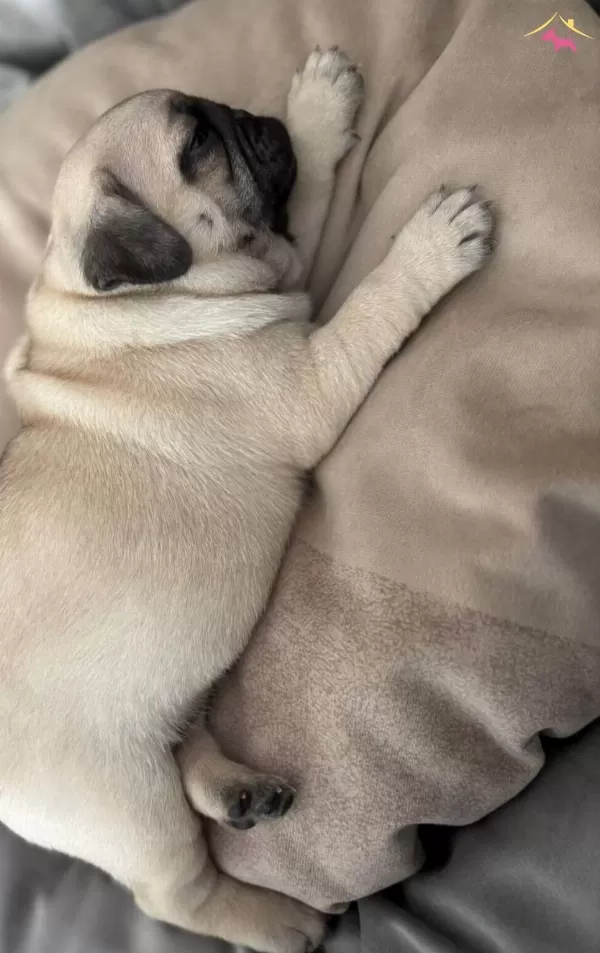 Pug Mops Yavrularımız
