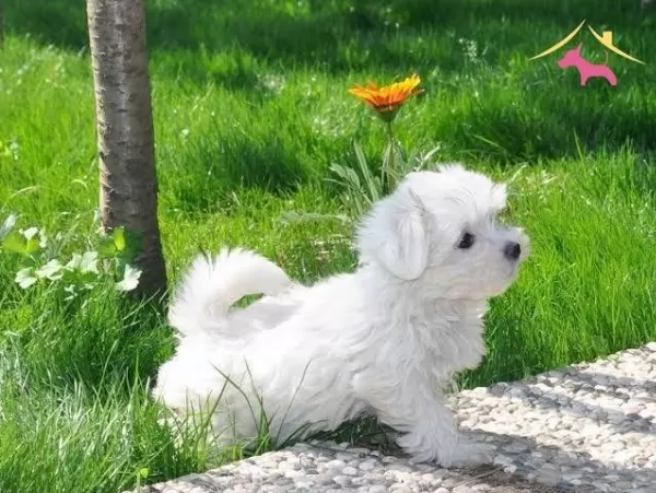 Kar Beyaz Mini Boy Maltese Terrier Bebekler