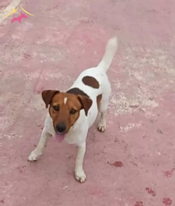 Fırlama Jack Russel Show Kalite