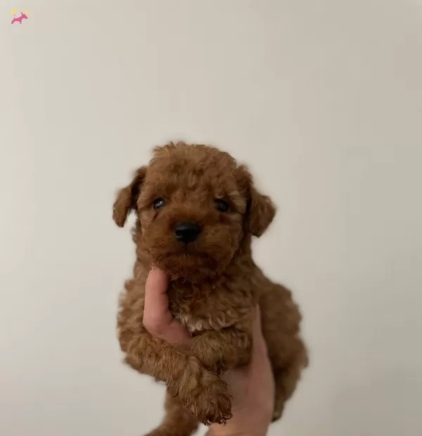 Müthiş Guzellikte Poodle Bebekler