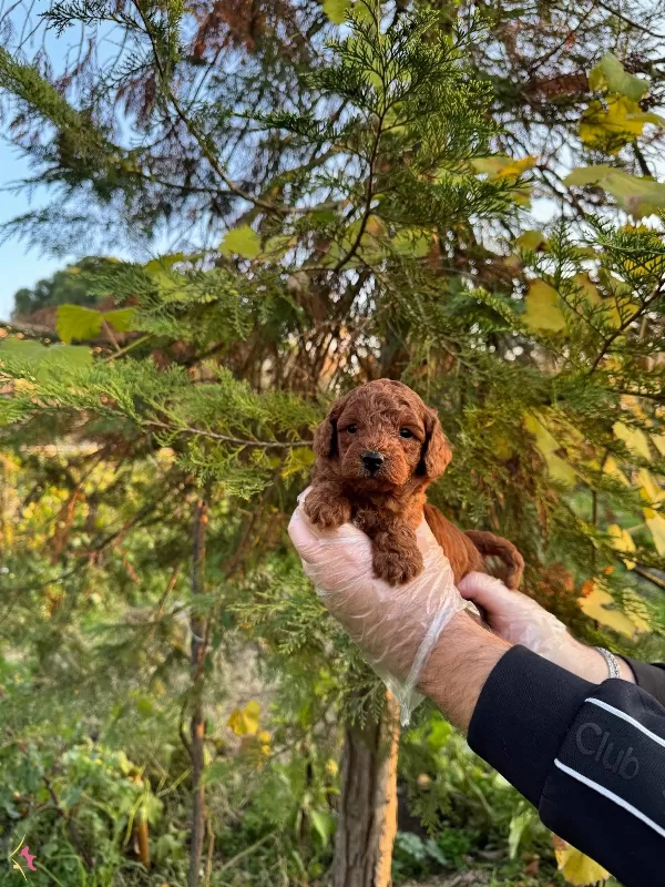 Kore Red Browne Toy Poodle Yavrularımız