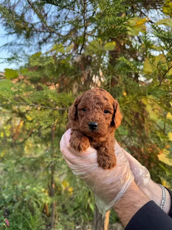 Kore Red Browne Toy Poodle Yavrularımız