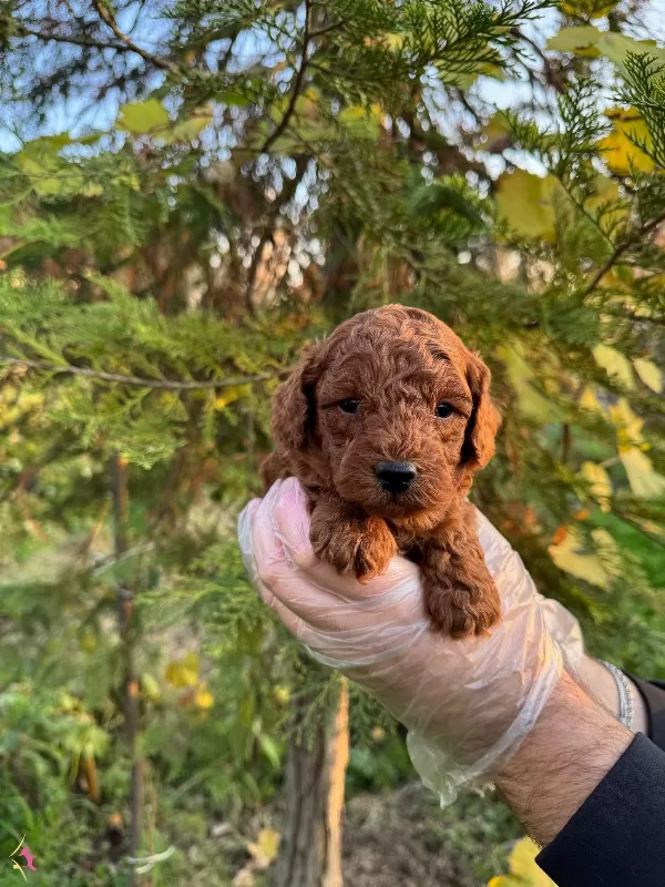 Kore Red Browne Toy Poodle Yavrularımız