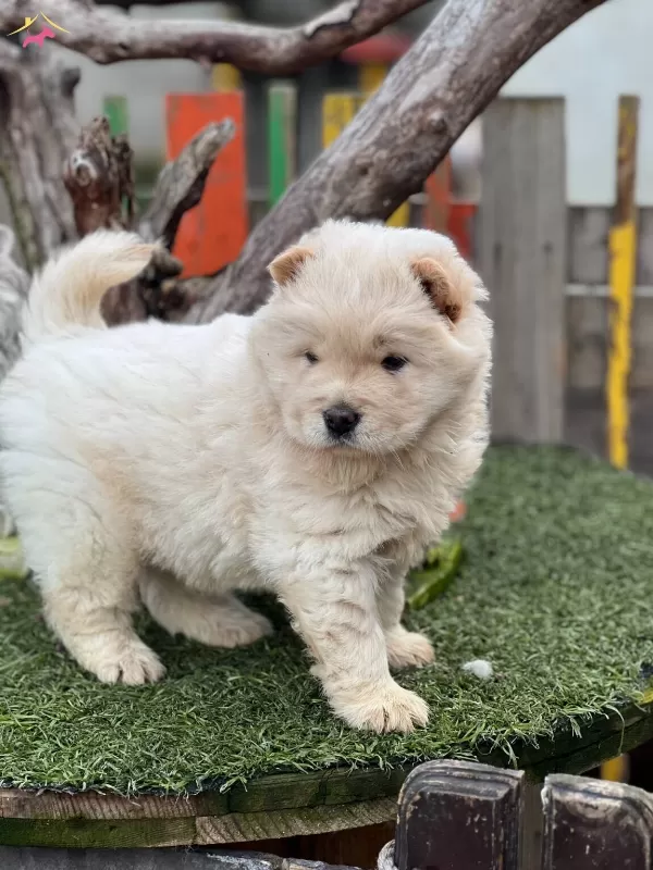 Chow Chow Ciftliginden Yavrular