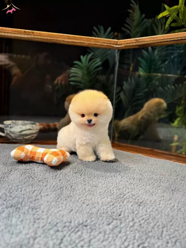 Tcup Pomeranian Boo Yavrularımız