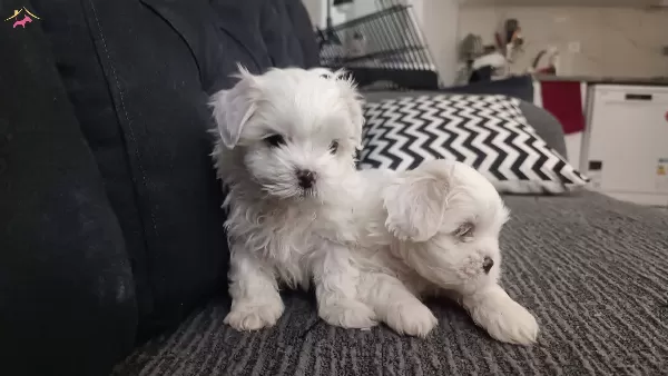 Teacup Maltese Terrier Ev Ortami Dogumlu