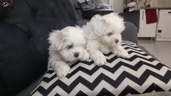 Teacup Maltese Terrier Ev Ortami Dogumlu