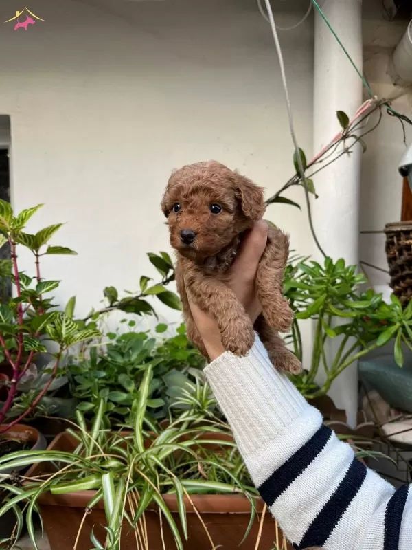 Yuksek Kaliteli Toy Poodle Yavrular