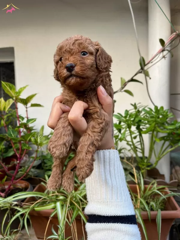 Yuksek Kaliteli Toy Poodle Yavrular
