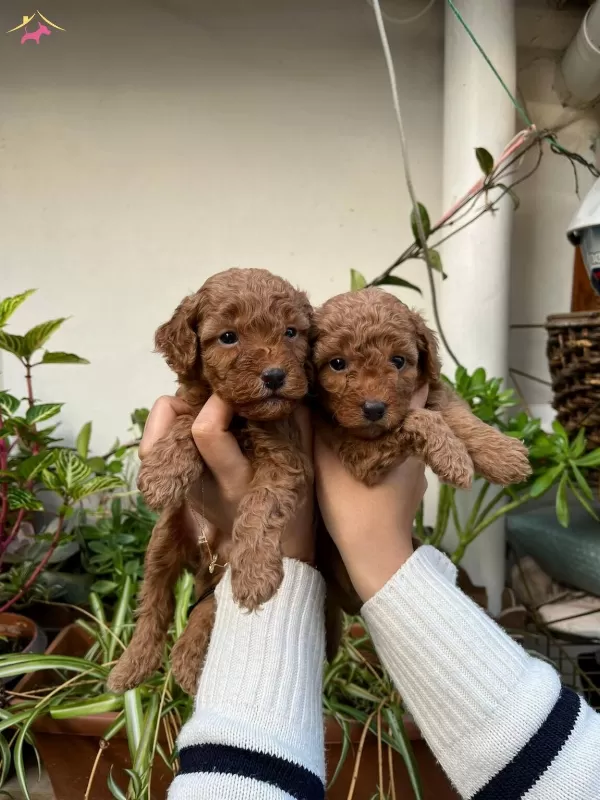 Yuksek Kaliteli Toy Poodle Yavrular