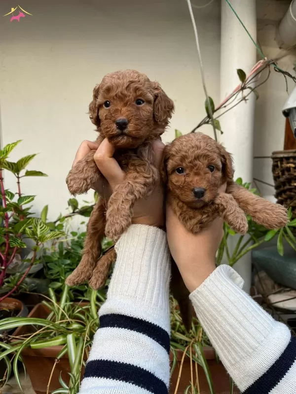 Yuksek Kaliteli Toy Poodle Yavrular