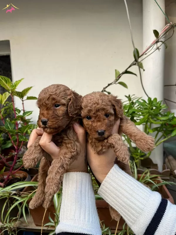Yuksek Kaliteli Toy Poodle Yavrular