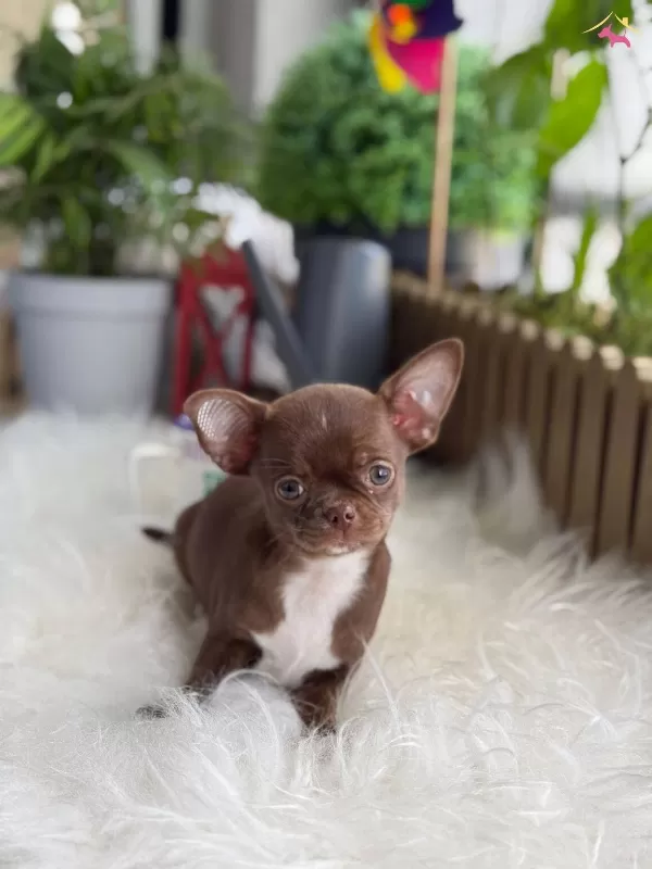 Elma Kafa Kut Burun Chihuahua Yavrumuz Choco