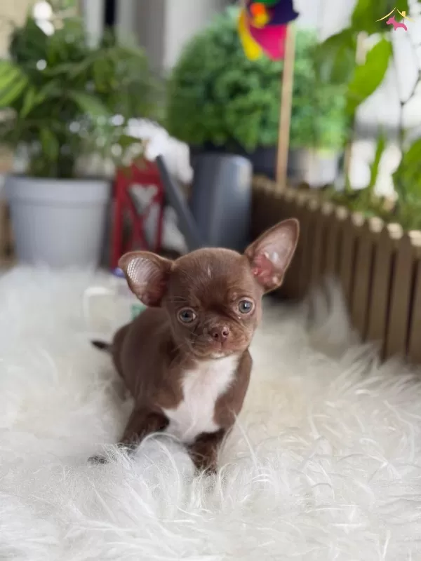 Elma Kafa Kut Burun Chihuahua Yavrumuz Choco
