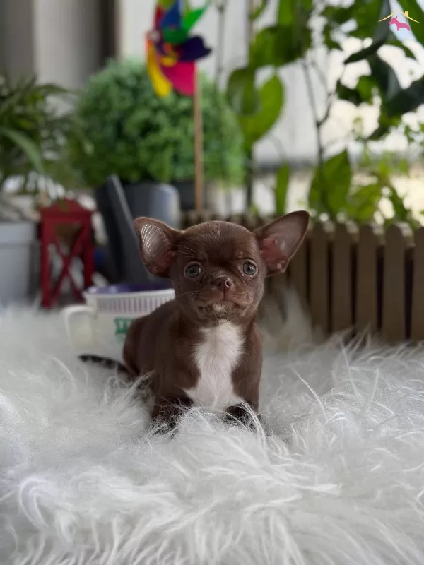 Elma Kafa Kut Burun Chihuahua Yavrumuz Choco