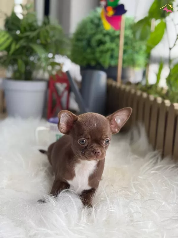 Elma Kafa Kut Burun Chihuahua Yavrumuz Choco