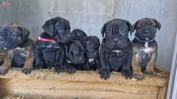 Corsoturk Ten Disi Dev Cane Corso Yavrular