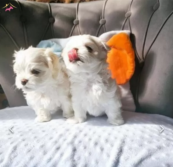 Hakika Kan Kore Kilo Garantili Maltese Bebekler