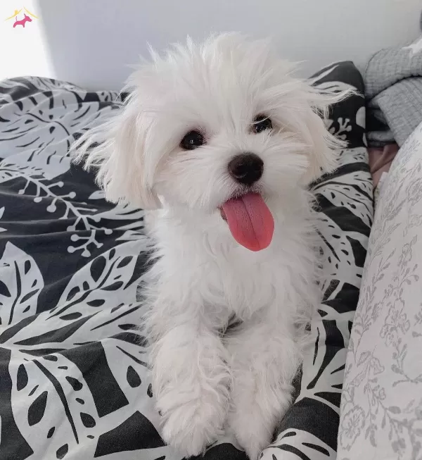 Mini Boy A Kalite Kore Maltese Bebekler