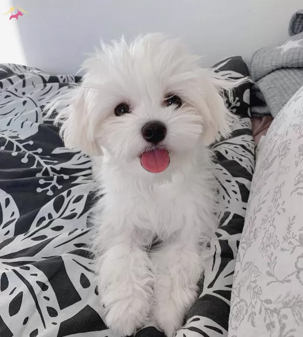 Mini Boy A Kalite Kore Maltese Bebekler