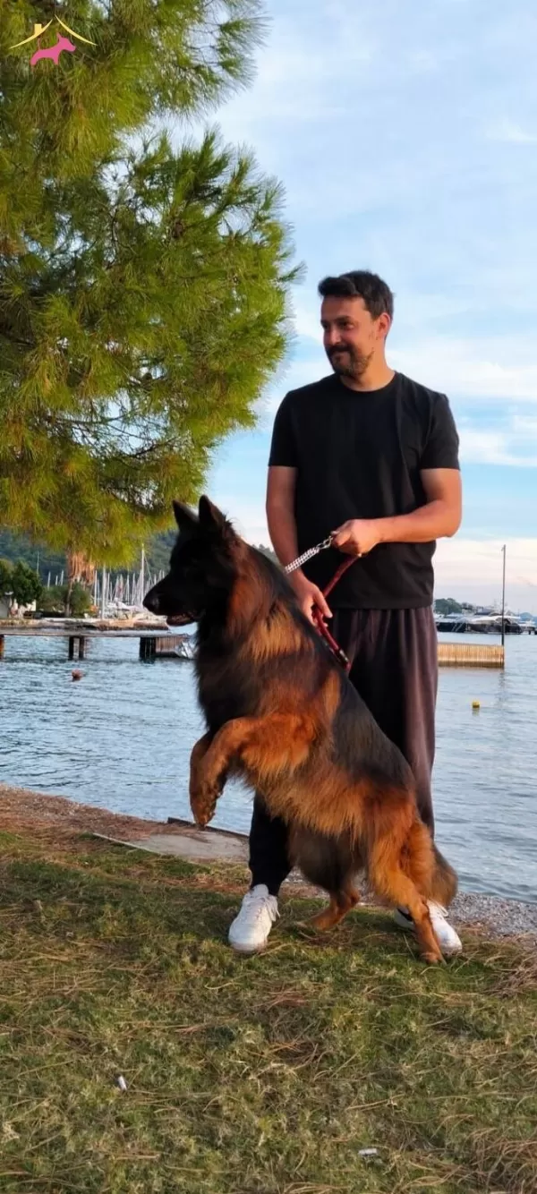 Aslan Yeleli Uzun Tuylu Maskeli Dusuk Belli Secereli