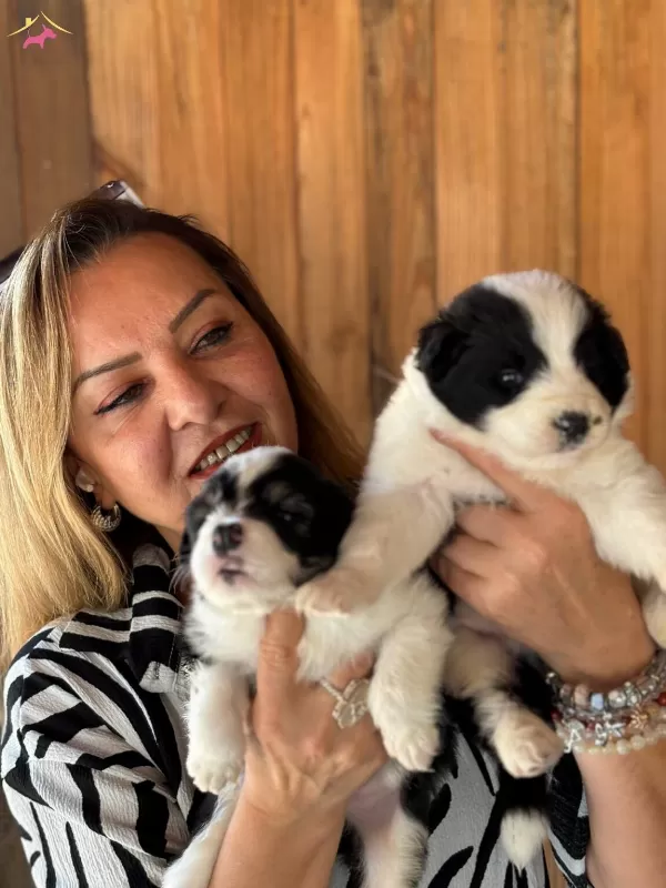 Oyuncu Zeki Efsane Border Collie Yavrularımız