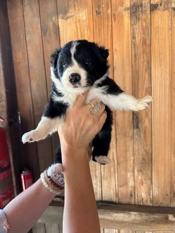 Oyuncu Zeki Efsane Border Collie Yavrularımız