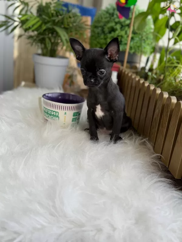 Eğitimli ve Sağlıklı Chihuahua