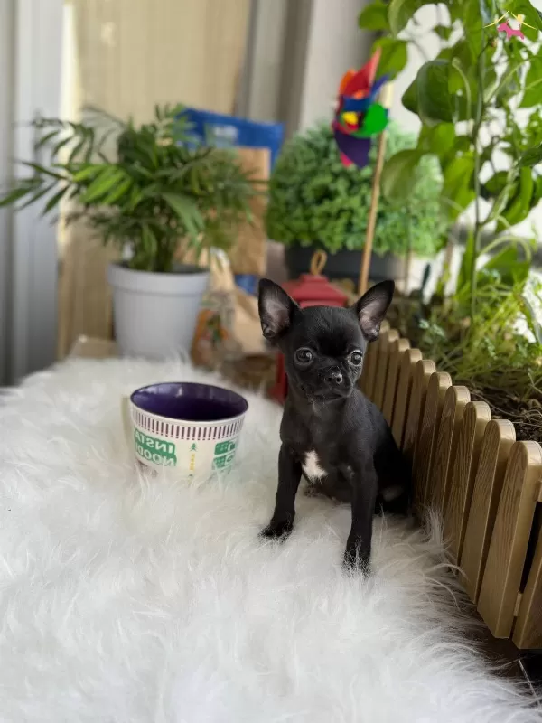 Eğitimli ve Sağlıklı Chihuahua