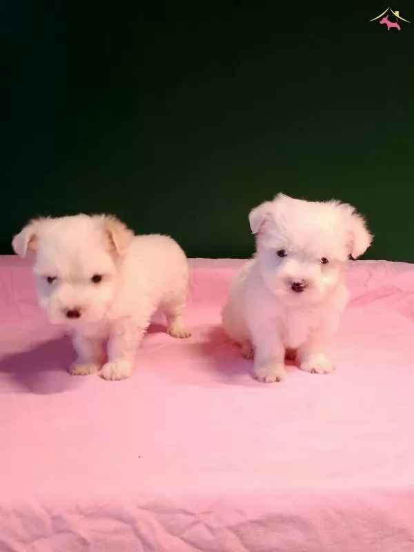 Pamuk Gibi Min Maltese Yavrulat
