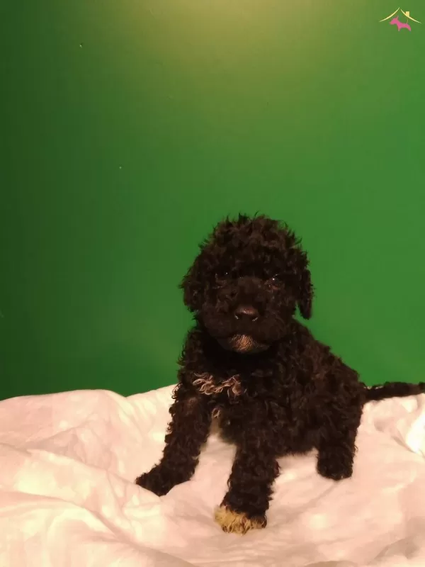 Mini Siyah Toy Poodle Yavrularımız