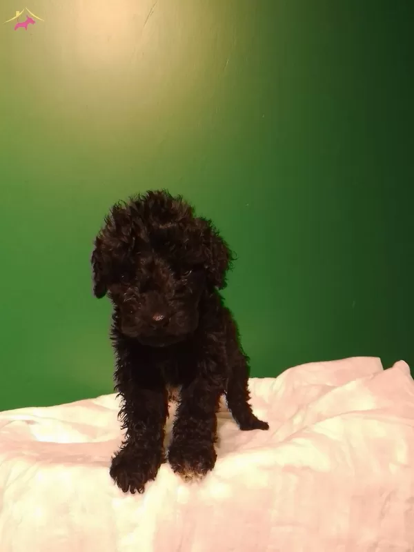 Mini Siyah Toy Poodle Yavrularımız